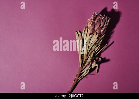 Flatlay de fleurs flétrissent ou sèches avec des fleurs, des feuilles minces et une tige marron dure sur fond pourpre avec un espace de copie sur la gauche Banque D'Images