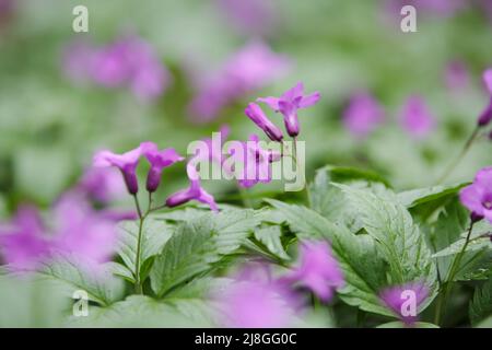 Bulbifera de Cardamine. Fermer-ap. Prairie printanière avec fleurs de forêt pourpres. Bittercresson de coralroot ou coralroot. Banque D'Images