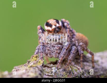 Araignées sauteuses, Evarche falcata, macro photo Banque D'Images