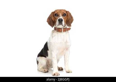 adorable chien de beagle posant avec sa laisse au cou et assis sur fond blanc Banque D'Images