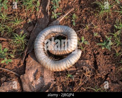 Les millipèdes sont un groupe d'arthropodes qui se caractérisent par deux paires de pattes articulées sur la plupart des segments du corps au village de Kasal Konkan State Ma Banque D'Images