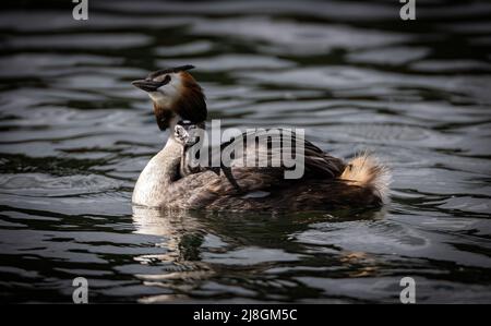 Super Crested Grebe avec poussin sur son dos, à la recherche du danger Banque D'Images