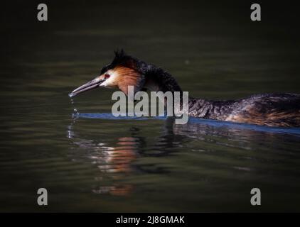 Grand Crested mâle Grebe par Heather B Banque D'Images