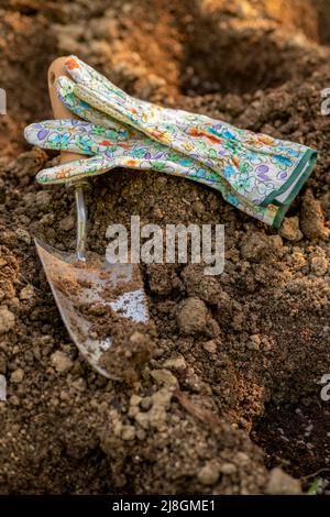 Jardinage. Préparation du sol avant la plantation dans le jardin. Creuser des trous, en ajoutant des pellets de fumier de poulet et du compost. Jardinage biologique, écologique f Banque D'Images