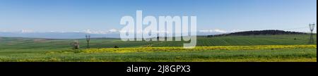 Étendues sans fin de terres agricoles. Chaîne de montagnes avec sommets enneigés. Fleurs sauvages lumineuses dans la prairie. Panorama paysage. Banque D'Images