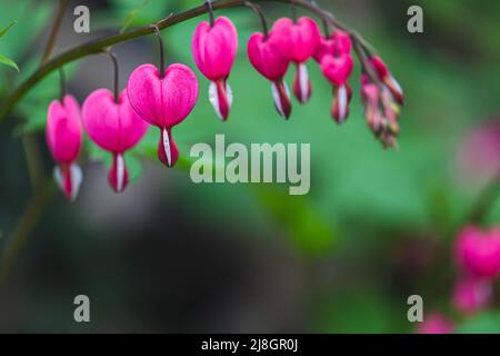 Dicentra spectabilis (Lamprocapnos) - saignement du cœur. Hémorragie cardiaque asiatique. Dicentra formosa floraison dans le jardin, nature fond floral. Banque D'Images