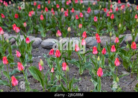 jeunes tulipes rouges poussant dans le parterre de fleurs de la ville. Photo de haute qualité Banque D'Images