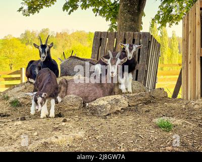 Chèvres et leurs descendants à Pfaffenhofen an der ILM, Scheyern, Allemagne, 12 mars 2022. © Peter Schatz / Alamy Live News Banque D'Images