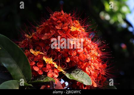 Gros plan de magnifiques fleurs rouges orange sur fond sombre Banque D'Images