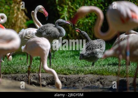 Magdebourg, Allemagne. 16th mai 2022. Deux poussins roses flamant mesurent leur force au milieu de leur colonie. 56 flamants roses avaient emménagé dans le nouveau cadre du zoo de Magdeburg. La superficie de 480 mètres carrés devrait avoir des effets positifs pour la reproduction naturelle des flamants roses. Le poussin est actuellement l'un des quatre jeunes oiseaux qui avaient déjà éclos en mars. Credit: Klaus-Dietmar Gabbert/dpa/Alay Live News Banque D'Images