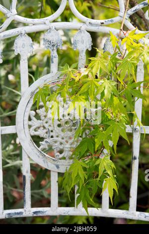 Acer Palmatum Katsura. Feuilles d'érable japonais traversant un siège de jardin en métal. ROYAUME-UNI Banque D'Images