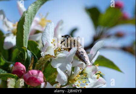 Eristalis pertinax survole la fleur de pomme de crabe Banque D'Images