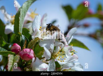 Eristalis pertinax survole la fleur de pomme de crabe Banque D'Images