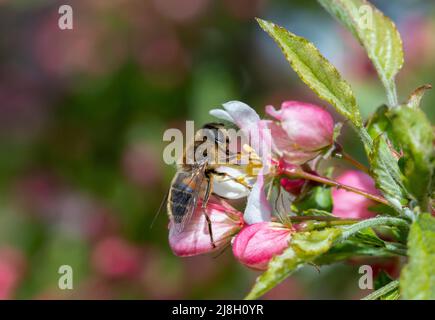 Eristalis pertinax survole la fleur de pomme de crabe Banque D'Images
