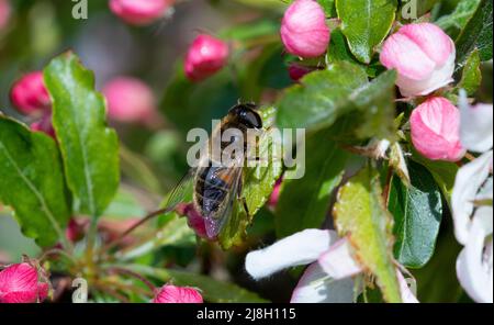 Eristalis pertinax survole la fleur de pomme de crabe Banque D'Images