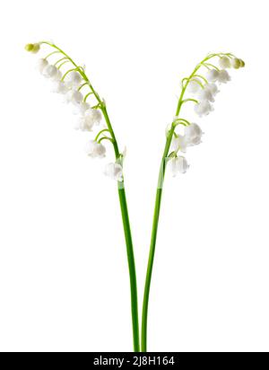 Lily de la vallée isolée sur fond blanc. Convallaria fleurs Banque D'Images