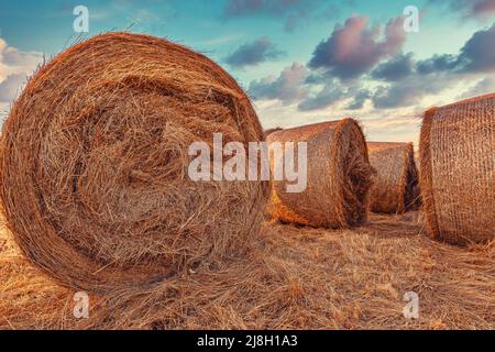 Grosses balles de foin de luzerne au champ au coucher du soleil, concept agricole et agricole, concentration sélective Banque D'Images