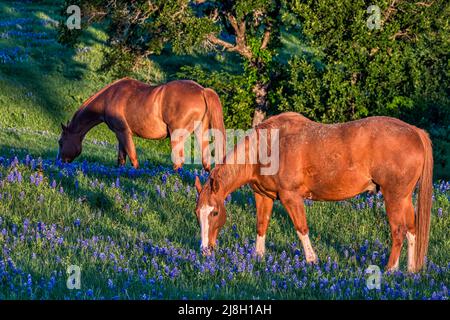 Un cheval et des bluebonnets sur un ranch dans le pays de Hill, au Texas Banque D'Images