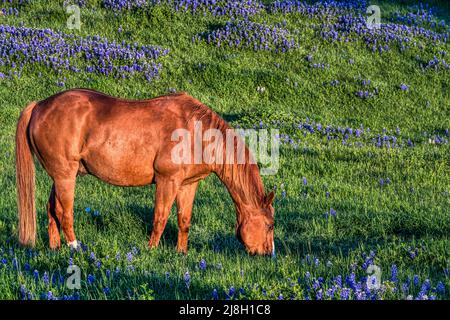 Un cheval et des bluebonnets sur un ranch dans le pays de Hill, au Texas Banque D'Images