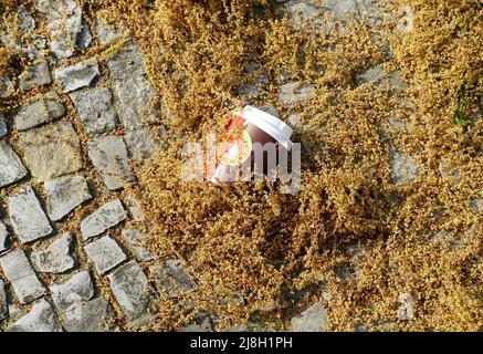 Pollen de chêne européen sur le trottoir Banque D'Images