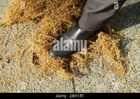 Pollen de chêne européen sur le trottoir Banque D'Images