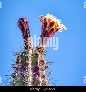 Gris OrganGhost Pipe Cactus floraison au printemps Banque D'Images