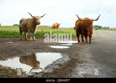 Stroud, Royaume-Uni, 16th mai 2022. Météo au Royaume-Uni.températures douces et vents violents sur Minchinhampton commun que les vaches sont de retour à la brouse sur l'ancienne prairie de Gloucestershire pour l'été. Gloucestershire. Crédit : Gary Learmonth Alay / Live News Banque D'Images