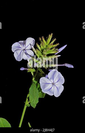 Plumbago capensis floraison en gros plan Banque D'Images