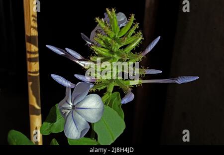 Plumbago capensis floraison en gros plan Banque D'Images