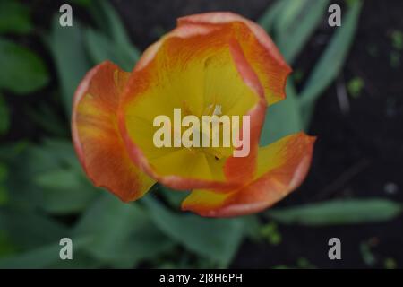 Tulipes jaunes rouges sur le feuillage vert dans le jardin de printemps. Tulipe hybride rouge jaune. Tulipe bicolore. Tulipe hybride colorée. Banque D'Images