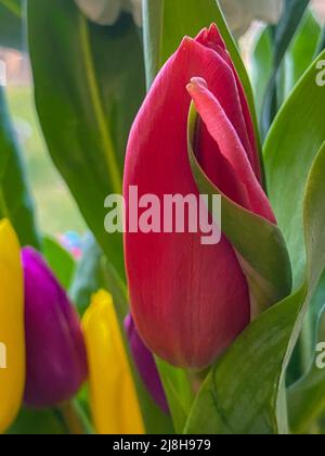 tulipes Banque D'Images