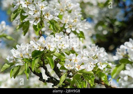 Branche de poire en fleur. Gros plan de fleur. Banque D'Images