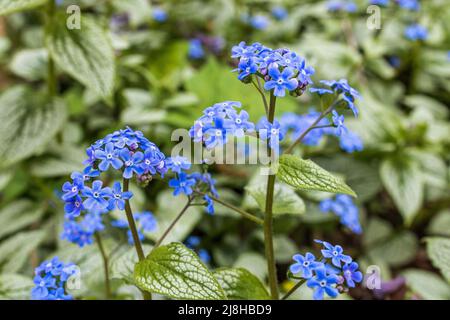 Brunnera macrophylla, le bugloss sibérien, le grand Forget-me-not, largeleaf brunnera ou heartleaf, est une espèce de plante à fleurs de la famille Boragi Banque D'Images