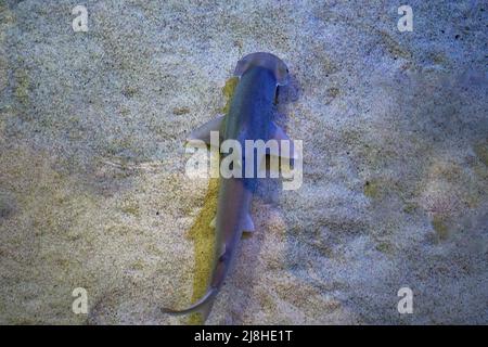 requin-marteau juvénile nageant dans des eaux peu profondes au fond de sable Banque D'Images
