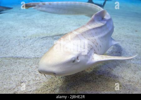 portrait sous-marin de requin zébré juvénile gros plan Banque D'Images