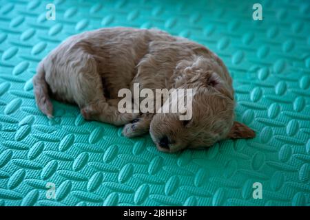 Gros plan d'un chiot Poochon de 3 semaines (mélange Poodle & Bichon) dormant dans une boîte de mise à la cheptel Banque D'Images