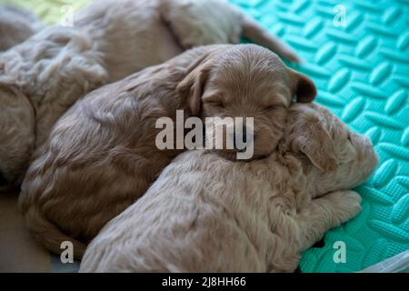 Gros plan sur les chiots de 3 semaines Poochon (mélange Poodle & Bichon) dormant dans une boîte de mise à la cheptel Banque D'Images