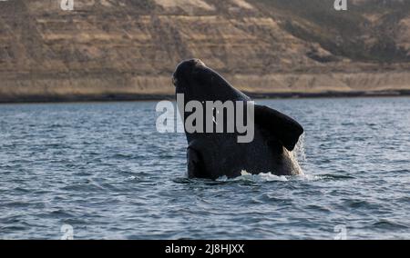 Saut à la baleine droite , Eubalaena Autralis, glacialis, Patagonie , Peninsula Valdes, Patagonie, Argentine. Banque D'Images