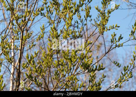 Branche de peuplier faux-tremble européenne avec chatons, arbre avec chat femelle vert avec semence au printemps Banque D'Images