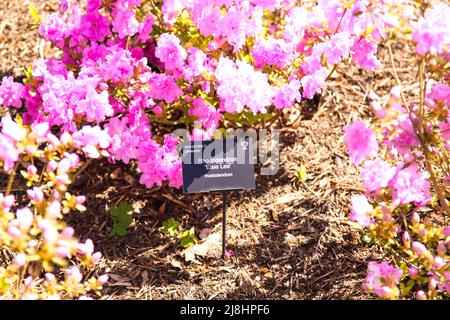 Rhododendron 'Elsie Lee' Japanese Azalea at RHS Garden Wisley, Surrey, Angleterre, Royaume-Uni, 2022 jours Banque D'Images