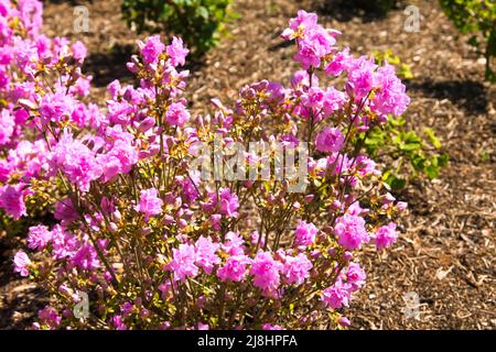 Rhododendron 'Elsie Lee' Japanese Azalea at RHS Garden Wisley, Surrey, Angleterre, Royaume-Uni, 2022 jours Banque D'Images