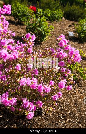 Rhododendron 'Elsie Lee' Japanese Azalea at RHS Garden Wisley, Surrey, Angleterre, Royaume-Uni, 2022 jours Banque D'Images