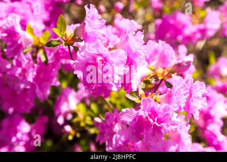 Rhododendron 'Elsie Lee' Japanese Azalea at RHS Garden Wisley, Surrey, Angleterre, Royaume-Uni, 2022 jours Banque D'Images