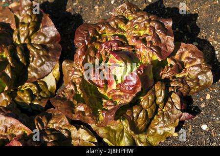 Laitue Cervanek, tête de beurre rouge croissant en allotissement à RHS Garden Wisley, Surrey, Angleterre, Royaume-Uni, 2022 jours Banque D'Images