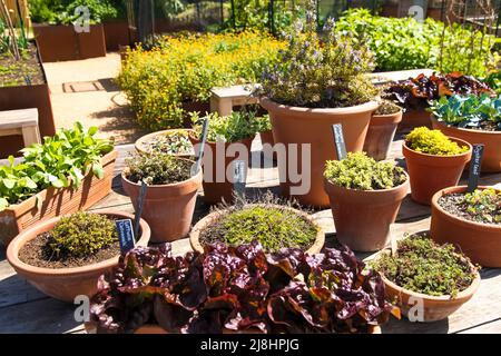 Diverses herbes et légumes poussant en pots dans World Food Garden à RHS Garden Wisley, Surrey, Angleterre, Royaume-Uni, 2022 jours Banque D'Images