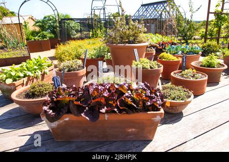 Diverses herbes et légumes poussant en pots dans World Food Garden à RHS Garden Wisley, Surrey, Angleterre, Royaume-Uni, 2022 jours Banque D'Images