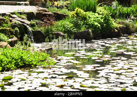 Lily PAD a couvert la rivière sur le bord de Alpine Meadow à RHS Garden Wisley, Surrey, Angleterre, Royaume-Uni, 2022 jours Banque D'Images