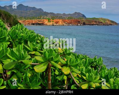 Vue sur la falaise et l'océan le long de la piste du patrimoine Maha'ulepu, entre la plage Shipwrecks et Punahoa point Banque D'Images