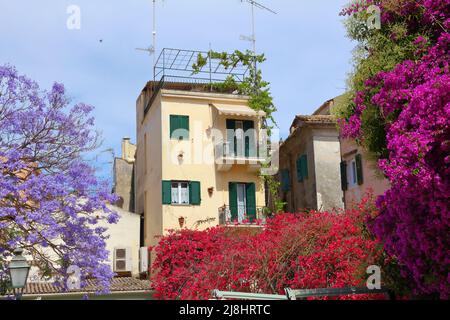 Ville de Corfou (Kerkyra) - site classé au patrimoine mondial de l'UNESCO en Grèce. Fleurs dans la vieille ville de Corfou. Banque D'Images