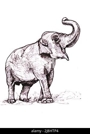 Illustration à l'encre noire d'un éléphant sur fond blanc. Banque D'Images